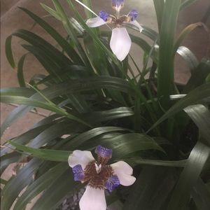 Meet your Posher, Wanda